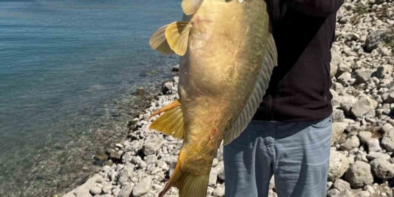 Elazığ'da 21 Kiloluk Dev Sazan Balığı Avlandı! Elazığ’da 21 Kiloluk Dev Sazan Balığı Avlandı!