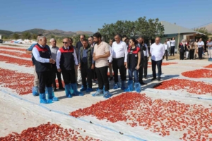 elazigda-beklenen-domates-rekoltesi-100-bin-352-ton-1ludOdrD.jpg