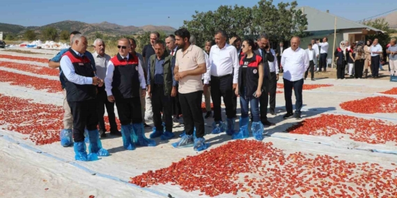 Elazığ'da Beklenen Domates Rekoltesi: 100 Bin 352 Ton! Elazığ’da Beklenen Domates Rekoltesi: 100 Bin 352 Ton!