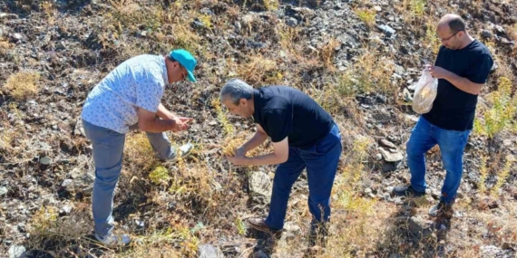 Elazığ'da Eşsiz Maden Çayı Tohumu Toplama Faaliyetleri Elazığ’da Eşsiz Maden Çayı Tohumu Toplama Faaliyetleri