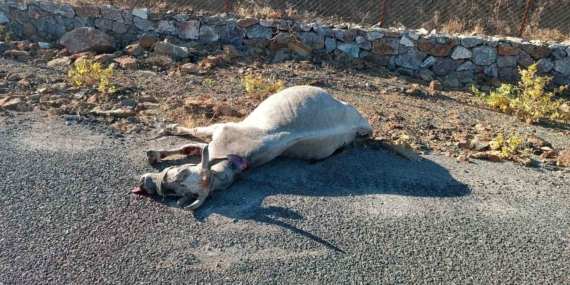 Elazığ'da Otomobilin Çarptığı Atın Trajik Sonu Elazığ’da Otomobilin Çarptığı Atın Trajik Sonu