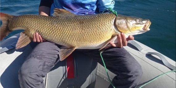 Elazığlı Amatör Balıkçı, 15 Kiloluk Dev Turnayı Ağlarına Sıcakladı Elazığlı Amatör Balıkçı, 15 Kiloluk Dev Turnayı Ağlarına Sıcakladı