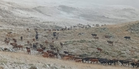 Erzurum'un Yüksek Kesimlerine Yağmur Yerine Kar Düştü Erzurum’un Yüksek Kesimlerine Yağmur Yerine Kar Düştü
