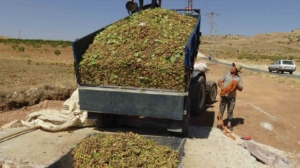 gercuste-fistik-hasadi-sezonu-basladi-lezzetli-bir-yolculuk-O1x81tdt.jpg