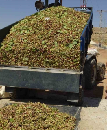 gercuste-fistik-hasadi-sezonu-basladi-lezzetli-bir-yolculuk-O1x81tdt.jpg