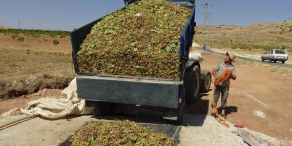 Gercüş'te Fıstık Hasadı Sezonu Başladı: Lezzetli Bir Yolculuk Gercüş’te Fıstık Hasadı Sezonu Başladı: Lezzetli Bir Yolculuk