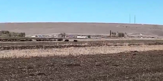Kars’ta Domuz Sürülerinin Mısır Tarlalarına Saldırısı!