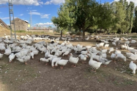 Kars'ta Sofralık Lezzet İçin Kaz Kesiminde Geri Sayım Başladı karsta-sofralik-lezzet-icin-kaz-kesiminde-geri-sayim-basladi-NpuHwpUS.jpg