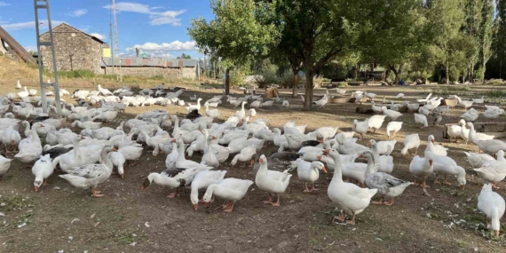 Kars'ta Sofralık Lezzet İçin Kaz Kesiminde Geri Sayım Başladı Kars’ta Sofralık Lezzet İçin Kaz Kesiminde Geri Sayım Başladı