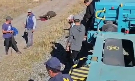 Kars'ta Yük Treni 5 Hayvanı Hayattan Kopardı Kars’ta Yük Treni 5 Hayvanı Hayattan Kopardı