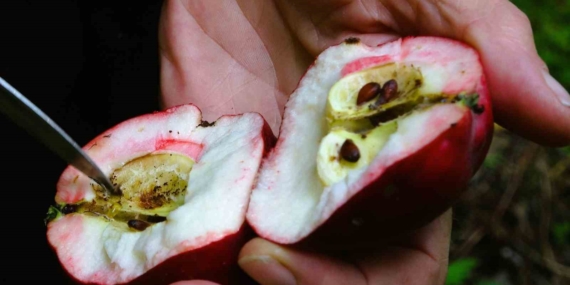 Kırmızı Elmanda Coğrafi İşaretle Hasat Zamanı: Önemli Bilgiler Kırmızı Elmanda Coğrafi İşaretle Hasat Zamanı: Önemli Bilgiler