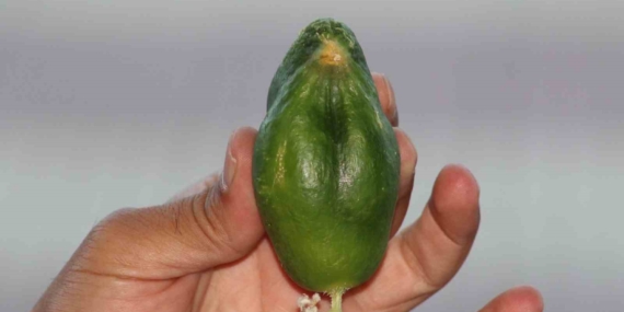 Kuş Cennetinde Salatalığın Kuş Yüzlü Sırları