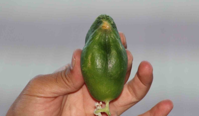 kus-cennetinde-salataligin-kus-yuzlu-sirlari-yC1KrzqC.jpg