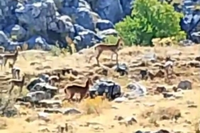 malatyanin-daglarinda-suru-halinde-yaban-kecileri-goruntulendi-uyJAkRF1.jpg