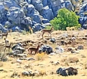 malatyanin-daglarinda-suru-halinde-yaban-kecileri-goruntulendi-uyJAkRF1.jpg