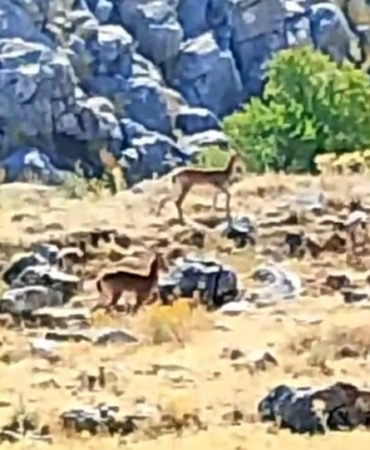 malatyanin-daglarinda-suru-halinde-yaban-kecileri-goruntulendi-uyJAkRF1.jpg