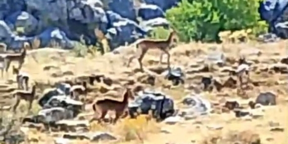 Malatya’nın Dağlarında Sürü Halinde Yaban Keçileri Görüntülendi