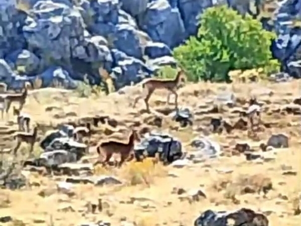 malatyanin-daglarinda-suru-halinde-yaban-kecileri-goruntulendi-uyJAkRF1.jpg