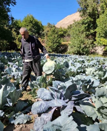 malatyanin-gokyar-sokaginda-lahana-hasat-zamani-FybNirmj.jpg