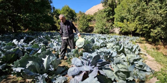 Malatya'nın Gökyar Sokağında Lahana Hasat Zamanı Malatya’nın Gökyar Sokağında Lahana Hasat Zamanı