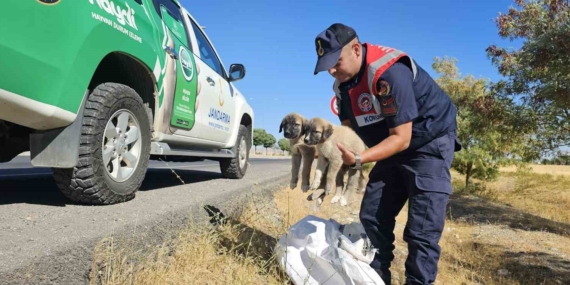 Muş'ta Jandarma Ekiplerinin Yakaladığı Yavru Köpekler: Çuval İçinde Şaşırtıcı Buluntu Muş’ta Jandarma Ekiplerinin Yakaladığı Yavru Köpekler: Çuval İçinde Şaşırtıcı Buluntu