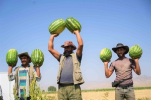 musta-karpuz-hasadi-ile-2-milyar-liralik-gelir-beklentisi-Qe2LLKkB.jpg