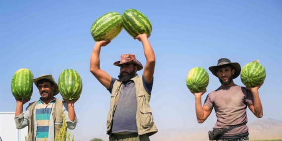 Muş'ta Karpuz Hasadı ile 2 Milyar Liralık Gelir Beklentisi Muş’ta Karpuz Hasadı ile 2 Milyar Liralık Gelir Beklentisi