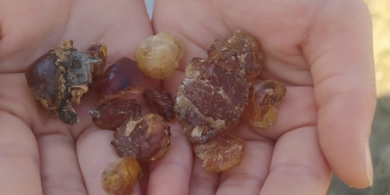 Patnos'ta Çam Sakızı: Doğanın Şifa Kaynağı Patnos’ta Çam Sakızı: Doğanın Şifa Kaynağı