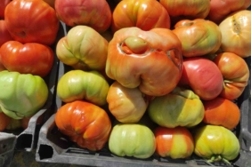 Sason'un Yüksek Yaylalarında Eşsiz Organik Domates Üretimi: Doğanın Lezzetini Keşfedin sasonun-yuksek-yaylalarinda-essiz-organik-domates-uretimi-doganin-lezzetini-kesfedin-zfwFzAfe.jpg