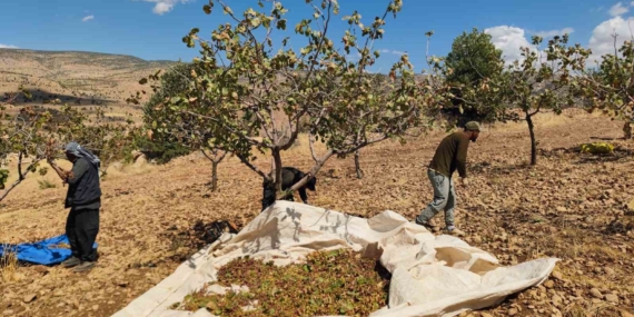 Siirt'te Fıstık Hasadında Son Dönem Heyecanı Siirt’te Fıstık Hasadında Son Dönem Heyecanı