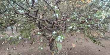 Sonbaharda Ağaçların Beklenmedik Çiçek Açışı: Görenleri Şaşkına Çeviren Doğa Olayı sonbaharda-agaclarin-beklenmedik-cicek-acisi-gorenleri-saskina-ceviren-doga-olayi-Bi1EX7DK.jpg