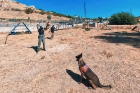 van-jandarmanin-kangal-kopekleri-parkurda-mucadele-ediyor-eD6wsyZd.jpg