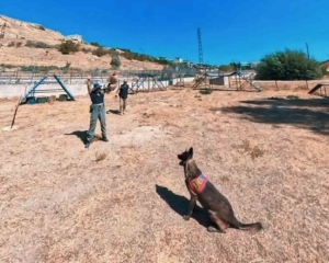 van-jandarmanin-kangal-kopekleri-parkurda-mucadele-ediyor-eD6wsyZd.jpg