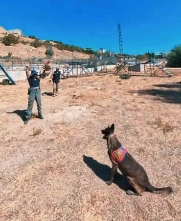 van-jandarmanin-kangal-kopekleri-parkurda-mucadele-ediyor-eD6wsyZd.jpg