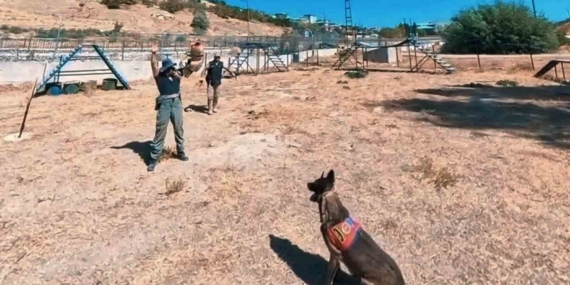 Van Jandarma'nın Kangal Köpekleri Parkurda Mücadele Ediyor Van Jandarma’nın Kangal Köpekleri Parkurda Mücadele Ediyor