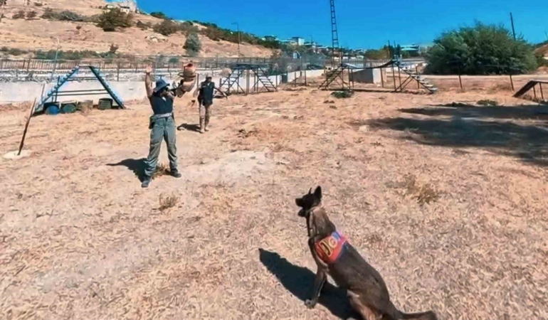 van-jandarmanin-kangal-kopekleri-parkurda-mucadele-ediyor-eD6wsyZd.jpg