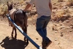 Yolalan'da Eşeklerle Su Seferberliği: Doğanın Kalbinde Bir Mücadele yolalanda-eseklerle-su-seferberligi-doganin-kalbinde-bir-mucadele-fCsuAa6y.jpg