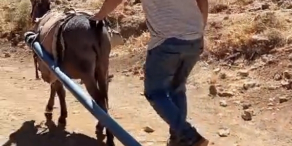 Yolalan'da Eşeklerle Su Seferberliği: Doğanın Kalbinde Bir Mücadele Yolalan’da Eşeklerle Su Seferberliği: Doğanın Kalbinde Bir Mücadele