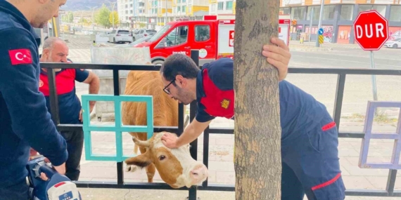 Bingöl'de Demir Korkuluklara Sıkışan İnek Büyük Bir Mücadeleyle Kurtarıldı Bingöl’de Demir Korkuluklara Sıkışan İnek Büyük Bir Mücadeleyle Kurtarıldı