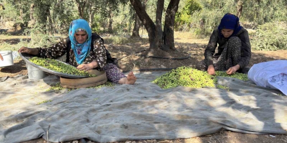 Derik Zeytininde Coğrafi İşaret Hasatı Heyecanı Başladı Derik Zeytininde Coğrafi İşaret Hasatı Heyecanı Başladı