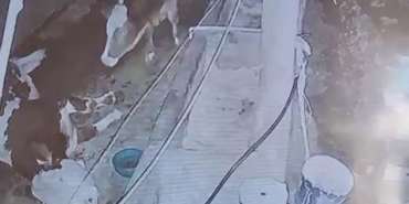 Diyarbakır'da Yıldırım Düşmesi Sonucu 3 İnek Telef Oldu diyarbakirda-yildirim-dusmesi-sonucu-3-inek-telef-oldu-GNAjcbjl.jpg