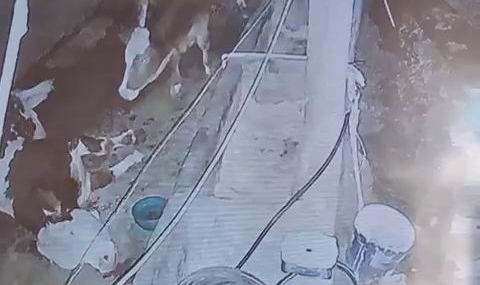 Diyarbakır'da Yıldırım Düşmesi Sonucu 3 İnek Telef Oldu Diyarbakır’da Yıldırım Düşmesi Sonucu 3 İnek Telef Oldu