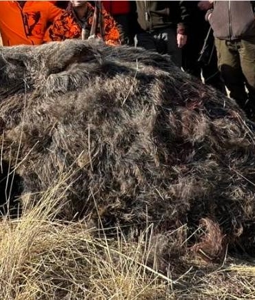 Elazığ'da Avcıların 250 Kiloluk Domuz Avı Başarısı elazigda-avcilarin-250-kiloluk-domuz-avi-basarisi-6DNlb1LK.jpg