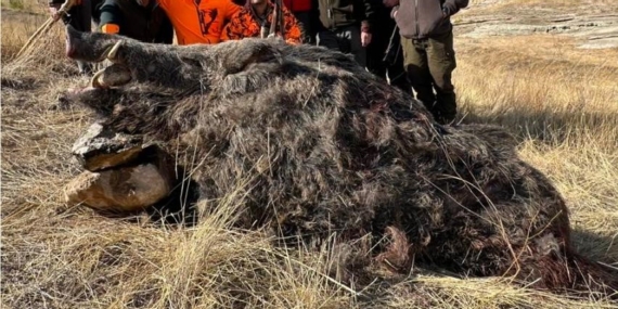 Elazığ'da Avcıların 250 Kiloluk Domuz Avı Başarısı Elazığ’da Avcıların 250 Kiloluk Domuz Avı Başarısı