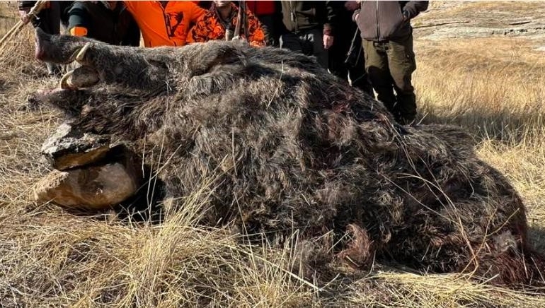 Elazığ'da Avcıların 250 Kiloluk Domuz Avı Başarısı elazigda-avcilarin-250-kiloluk-domuz-avi-basarisi-6DNlb1LK.jpg