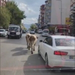 Meteoroloji’den Elazığ ve Çevresi İçin Kuvvetli Yağış Uyarısı thumbnail