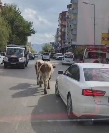 Elazığ'da Caddeye Çıkan İnekler Sürücülere Zorlu Anlar Yaşattı elazigda-caddeye-cikan-inekler-suruculere-zorlu-anlar-yasatti-lIfW57F4.jpg