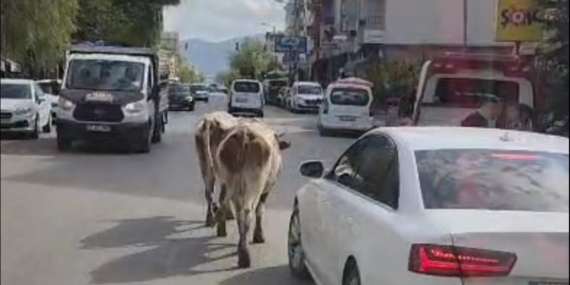 Elazığ'da Caddeye Çıkan İnekler Sürücülere Zorlu Anlar Yaşattı Elazığ’da Caddeye Çıkan İnekler Sürücülere Zorlu Anlar Yaşattı