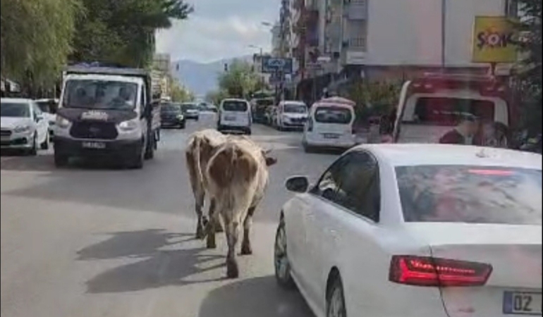 Elazığ'da Caddeye Çıkan İnekler Sürücülere Zorlu Anlar Yaşattı elazigda-caddeye-cikan-inekler-suruculere-zorlu-anlar-yasatti-lIfW57F4.jpg