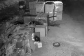 elazigda-guvercin-hirsizligi-kamera-kayitlariyla-ortaya-cikti-TvKGvng6.jpg